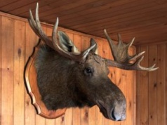 Magda Gessler przegrała z restauracją. Poszło o głowę łosia