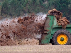 Rola siarki w roślinie. Jak rozpoznać niedobór lub nadmiar?