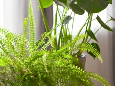 Te rośliny dosłownie pochłaniają wilgoć. Oto 8 bohaterów, którzy uratują cię przed pleśnią w domu