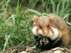 Wymierający gryzoń przegrał z deweloperem. Powstaną luksusowe penthousy