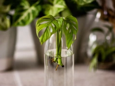 Te rośliny rosną jak szalone! Efekt w mieszkaniu zobaczysz szybciej, niż myślisz