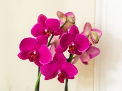 Wetrzyj to w liście storczyka, nowe pąki za 2 tygodnie