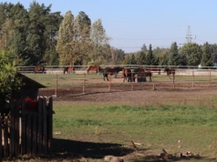 Zboża, konie i catering. Rolnicy z Wielkopolski pokazują, że ekologia się opłaca