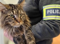 Z podwórka zniknął kot warty 12 tys. zł. Złodzieja przyłapała kamera