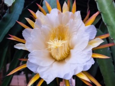 To najbardziej niezwykła roślina doniczkowa. Kwitnie nocą, a jej kwiaty mają nawet 30 centymetrów