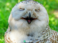 Sowa Hedwiga z Harry’ego Pottera wyginęła w Szwecji. Naukowcy alarmują