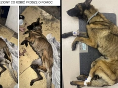 Kto wyrzucił konającego psa na śmietnik? Legnico, pomóż!