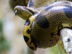 Są największe na Ziemi. Coraz częściej pełzają do miast. Co się dzieje?