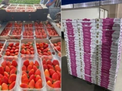 Deserowe truskawki z Egiptu wyraźnie tańsze niż przed rokiem. Ilości duże.