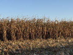 Po ile nasiona kukurydzy na kolejny sezon?