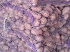 Najnowsze ceny ziemniaków z polskich giełd hurtowych