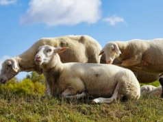 Ptasia grypa u owiec? Pastwiska zanieczyszczone wirusem