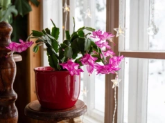 Czym podlewać grudnik w grudniu? Wystarczy 1 saszetka, a zakwitnie na wigilię