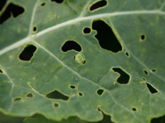 Gnatarz w poplonie z gorczycy. Stanowi zagrożenie dla uprawy rzepaku?