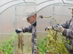 Zima zniszczy twoją szklarnię? Sprawdź, co musisz zrobić po jesieni