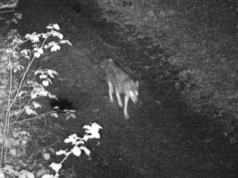 „Nocny łowca” w oku kamery. Wilki uchwycone przez fotopułapki Nadleśnictwa Świdnica
