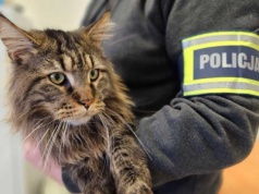 Zaczęło się od „kici kici”, a skończyło na „proszę z nami”. Zabrał kota wartego 12 tys. złotych