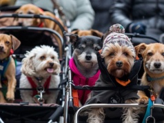 „Psiecka” i „kociecka” z prawem do odwiedzin w szpitalach? Ekspert: to kwestia godności
