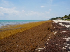 Glony rujnują ich reputację. Turyści porzucili rajski kurort. W powietrzu czuć zgniłe jaja