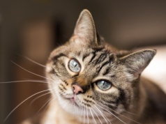 Ten gatunek żył wśród ludzi tysiące lat temu. Zastąpił go kot domowy