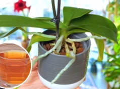 Od 3 tygodni smaruję tym liście storczyka. Ma gąszcz nowych pąków