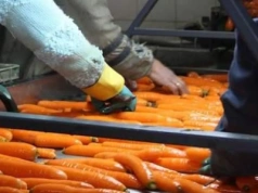 Ile Polska płaci za marchew z Holandii, Włoch czy Rosji?