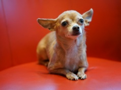 Psy i wilki łączy więcej niż myślisz. Naukowcy zbadali DNA 2700 psowatych