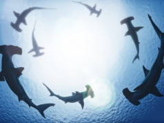 Kwitnące populacje rekinów na odległych wyspach. Kontrast z wybrzeżami