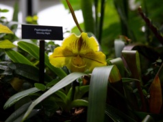 Jest mniej kapryśny niż klasyczne storczyki. Kwiaty w kształcie pantofelków ozdobią parapet zimą