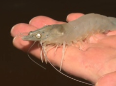 Polacy założyli jedyną taką hodowlę. Są całe białe, kucharze je kochają