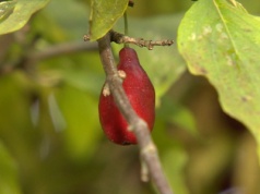 Hit w PRL-u, teraz wraca na stoły. Kiszony jest znany jako "polskie oliwki"