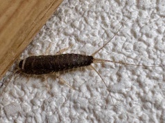 Jak pozbyć się rybików cukrowych? Profesor odpowiada