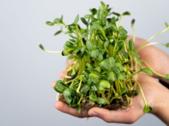 Zielono na parapecie – jak uprawiać mikrolistki?