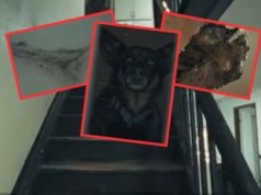 Pleśń, grzyb i przeciekający dach. Fatalne warunki, zaczęli akcję