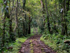 Archeolodzy weszli do indonezyjskiej dżungli i odkryli coś niebywałego. Sieć megalitów zidentyfikowana przez narzędzie LiDAR