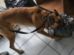 Panda wytropiła kontrabandę