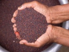 Jedz łyżkę dziennie, bo to naturalny suplement. Zbija wysoki cholesterol, łagodzi wzdęcia