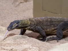 Zaskakujące zdolności waranów z Komodo. Ofiarę wyczuwają z kilku kilometrów