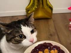 Panduś zabrał plaster boczku. Właściciel zgotował mu za to piekło. Ale teraz jest zupełnie inaczej