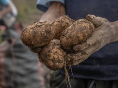 Klęska urodzaju rujnuje rolników. Rząd buja w obłokach: kupmy sobie Carrefoura