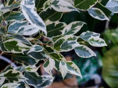 Zalej gorącą wodą, wystudź i podlej fikusa – przestanie tracić liście. To działa natychmiast