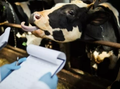 Niebieski język rozlewa się po kraju. 8 nowych ognisk. Sprawdź, gdzie