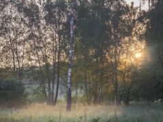 Mgła i miejscami deszcz. Prognoza pogody na pierwsze dni grudnia