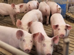 Francja traci samowystarczalność w zakresie wieprzowiny. Import rośnie, hodowców ubywa