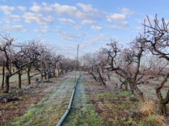 Pomoc dla sadowników – od dzisiaj można składać wnioski