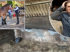 Złodzieje oddali rolnikowi skradzionego ogiera. "Zobaczyli artykuły w prasie. Może wstyd im się zrobiło"