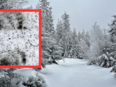 Leśnik przechadzał się po lesie, gdy dostrzegł je w śniegu. Lepiej być ostrożnym