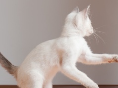 Kot zachowuje się w ten sposób? To może być oznaka choroby