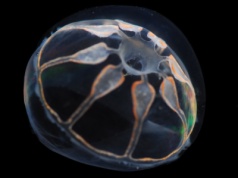 Niewidzialna bariera w Oceanie Atlantyckim. Naukowcy odkryli, dlaczego tamtejsze organizmy pojawiają się w różnych częściach świata