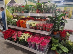 Gwiazda betlejemska wciąż na topie dekoracji świątecznych